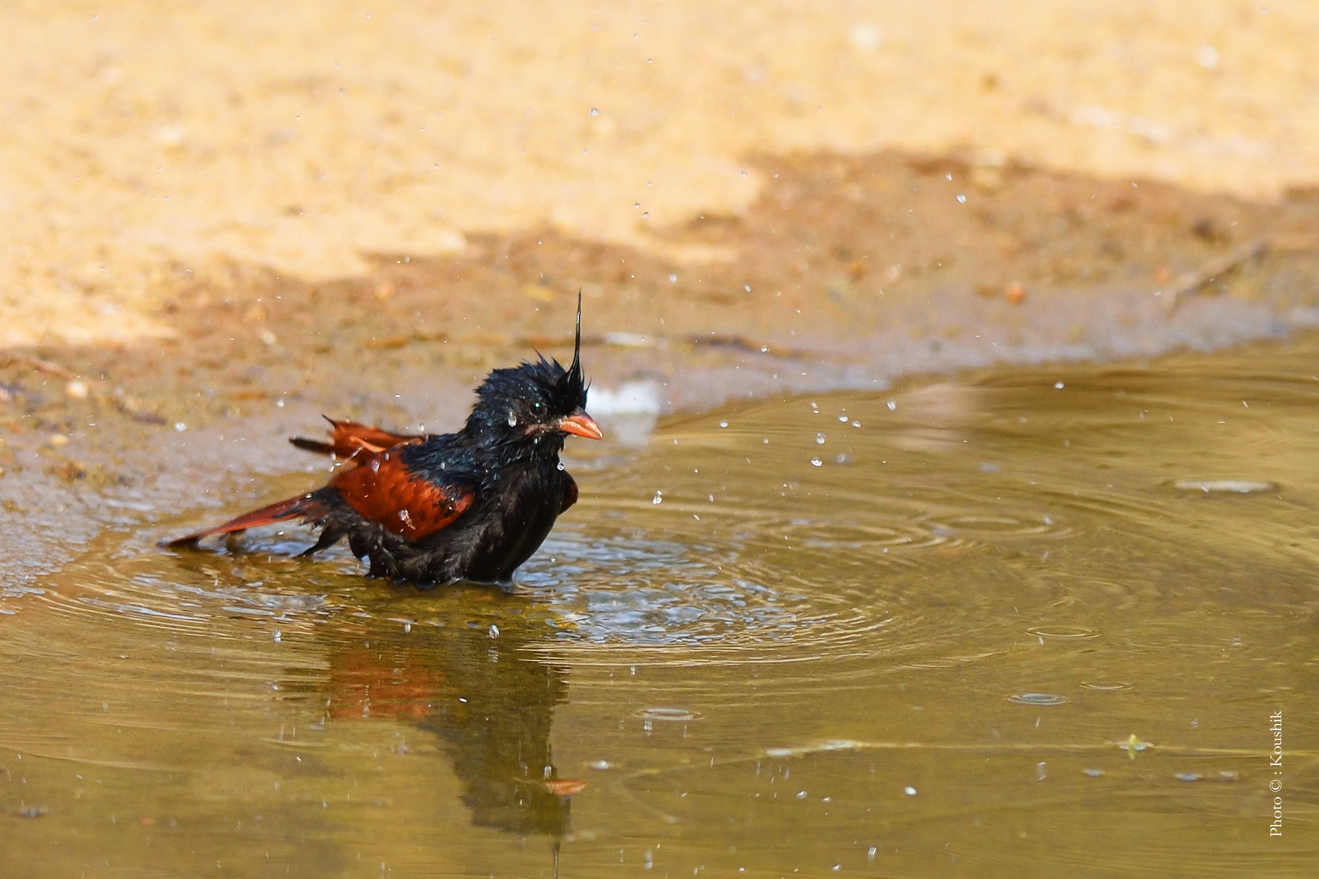 Ranthambore Tiger Safari